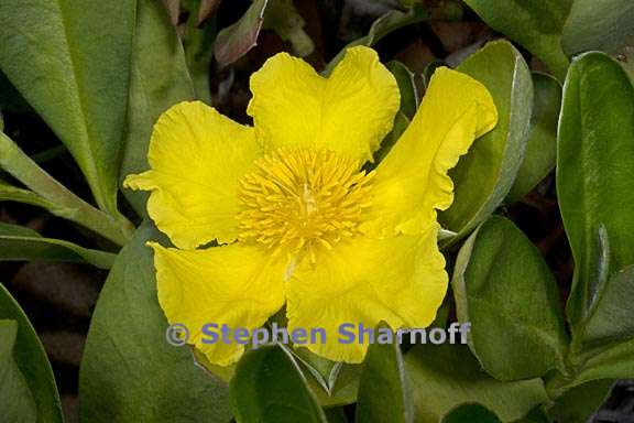 hibbertia scandens 1 graphic